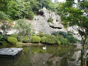 優雅な白鳥とバックの岩のコンビ。