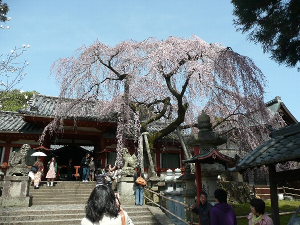 しだれ桜「奈良一番桜」。