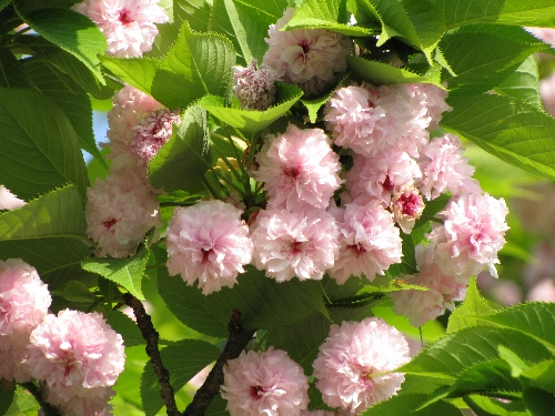 兼六園菊桜。