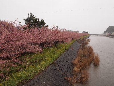 川沿いの河津桜