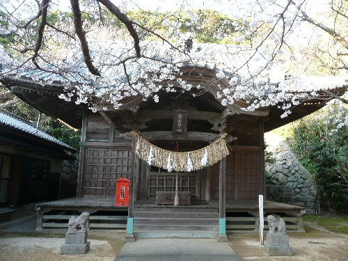 白皇神社。桜が咲いていました。