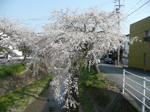 ここも桜が満開でした。