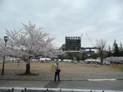 姫路城の桜は満開でした。