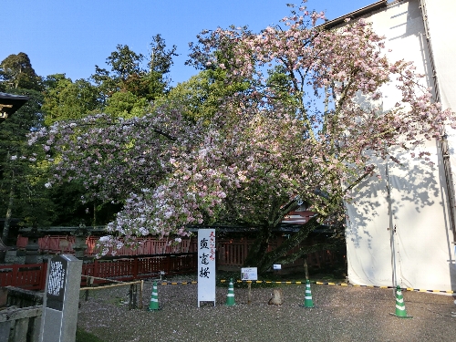 天然記念物の塩釜桜。