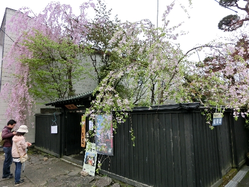 この一角だけは桜が咲いていました。